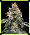 HG23 - DNA Genetics Seeds