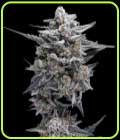 HG23 Autoflowering - DNA Genetics Seeds