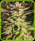 Haole Brownie - Pakalolo Seed