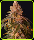 Happy Ending - Grateful Seeds
