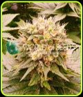 SALE - Harlequeen THC Free - World of Seeds - World of Seeds
