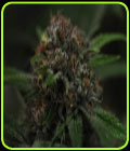 Harmony - Reeferman Seeds