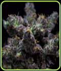 Harybo - R-Kiem Seeds