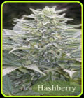 Hashberry - Mandala Seeds