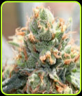 HashTonic - Ace Seed bank