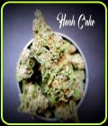 Hash Cake - TasteBudz Seeds