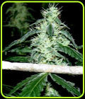 Hash Heaven - Soma Seeds