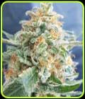 Hash Lover - Freedom of Seeds