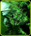 Hash Passion - Seedsman Seeds