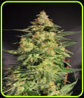 Hash Plant - Reeferman Seeds