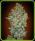Hashchis Berry - OO Seeds