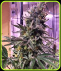 Hawaiian Pizza - Grateful Seeds