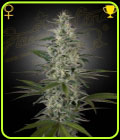 Hawaiian Snow - Green House Seeds