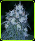 HazMat OG - Archive Seeds