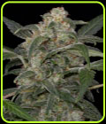 Haze 2.0 Autoflowering - Dinafem Seeds
