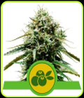 Haze Berry Automatic - Royal Queen Seeds