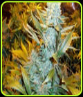 Haze Express Auto - Phoenix Cannabis Seeds