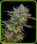 Haze GOM - Grassomatic Seeds