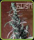 Haze Kush - Kush Cannabis Seeds
