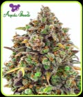 Haze Queen - Anesia Seeds