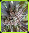 Haze x Kali China - Ace Seed bank