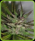 Hazy Daze - Taylor'd Genetics