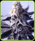 Hazy Girl - Green Bodhi Seeds