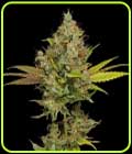 Hazy Lights - Green Bodhi Seeds