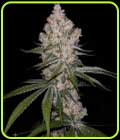 Hazy Voyage - Green Bodhi Seeds