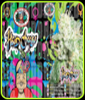 Head Cheese - Big Buddha Seeds