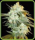 Head Stash Auto - Big Head Seeds