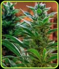 Headband x C99 - Brothers Grimm Seeds