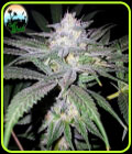 Headbanger - Cali Weed Seeds