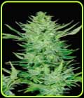 Headlights Kush Auto - Emerald Triangle Seeds