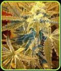 Healing Fields - Gage Green Group