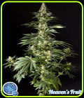 Diesel Tangie - Philosopher Seeds