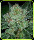 Hell Raiser OG - Archive Seeds