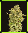 Hell's Bell's - Devil's Harvest Seeds