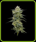 Hella Jelly - Humboldt Seed Company