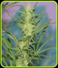 Her Majesty - Original Delicatessen Seeds
