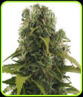 High Density Auto - Heavyweight Seeds
