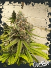 Highlighterz - ElevenThirty Genetics