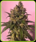 Highlo - House of the Great Gardener