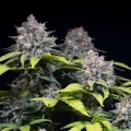 Highway 66 - Paradise Seeds