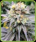 Highway Harmony - Karma Genetics