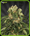 Hijack - Auto Seeds