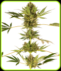 Himalayan CBD - Sensi Seeds
