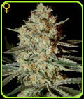 Himalayan Gold - Green House Seeds