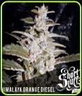 Himalayan Orange Diesel - Short Stuff Seeds