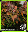 Himalayann Blue Diesel - Short Stuff Seeds